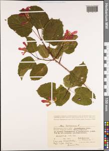 Клен татарский, Черноклен L., Восточная Европа, Нижневолжский район (E9) (Россия)