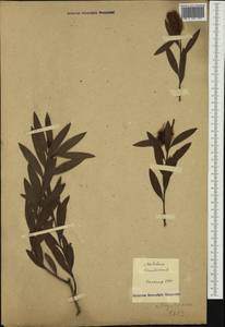 Melaleuca leucadendra (L.) L., Австралия и Океания (AUSTR)