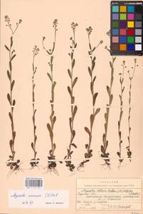 MHA 0 153 053, Незабудка полевая (L.) Hill, Восточная Европа, Центральный лесостепной район (E6) (Россия)