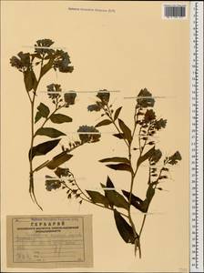 Окопник шероховатый, Окопник жестковолосистый Lepech., Кавказ, Армения (K5) (Армения)