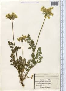 Морковь обыкновенная, Морковь дикая L., Средняя Азия и Казахстан, Северный и Центральный Тянь-Шань (M4) (Киргизия)