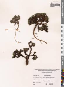 Остролодочник Городкова Jurtzev, Сибирь, Чукотка и Камчатка (S7) (Россия)