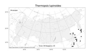 Thermopsis lupinoides, Термопсис ланцетовидный R.Br., Атлас флоры России (FLORUS) (Россия)