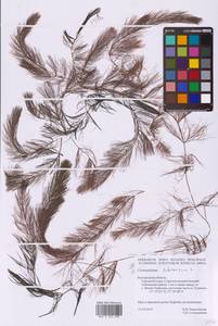 Роголистник светло-зеленый L., Восточная Европа, Центральный лесостепной район (E6) (Россия)