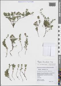 Тимьян байкальский, Чабрец байкальский Serg., Сибирь, Прибайкалье и Забайкалье (S4) (Россия)