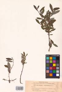 Salix starkeana × rosmarinifolia, Восточная Европа, Северо-Западный район (E2) (Россия)