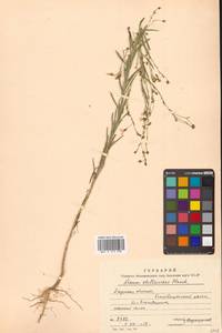 Лен стеллеровидный Planch., Сибирь, Дальний Восток (S6) (Россия)