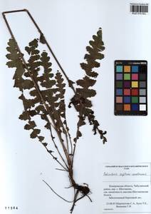 Мытник скипетровидный L., Сибирь, Алтай и Саяны (S2) (Россия)