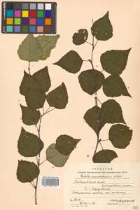 Betula pendula subsp. mandshurica (Regel) Ashburner & McAll., Сибирь, Дальний Восток (S6) (Россия)