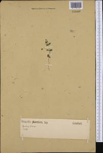 Lysimachia arvensis (L.) U.Manns & Anderb., Западная Европа (EUR) (Германия)