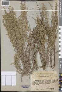 Полынь австрийская Jacq., Средняя Азия и Казахстан, Прикаспийский Устюрт и Северное Приаралье (M8) (Казахстан)