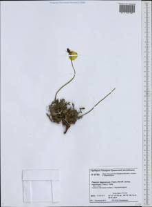 Papaver lapponicum subsp. jugoricum (Tolm.) Gudoschn., Сибирь, Западная Сибирь (S1) (Россия)