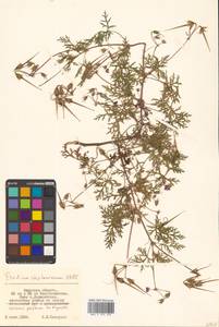 Аистник Стефана Willd., Сибирь, Дальний Восток (S6) (Россия)