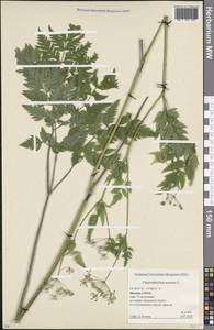 Бутень золотистый L., Восточная Европа, Московская область и Москва (E4a) (Россия)