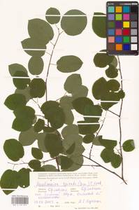 Amelanchier × spicata (Lam.) K.Koch, Восточная Европа, Центральный лесостепной район (E6) (Россия)