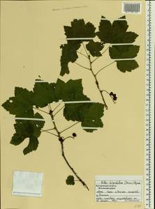 Ribes spicatum subsp. hispidulum (Jancz.) L. Hämet-Ahti, Восточная Европа, Центральный лесной район (E5) (Россия)