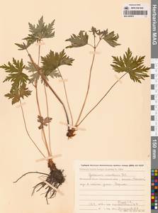 Герань волосистоцветковая DC., Сибирь, Чукотка и Камчатка (S7) (Россия)