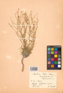 Клоповник лировидный L., Восточная Европа, Нижневолжский район (E9) (Россия)