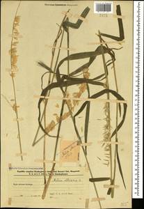 Перловник высокий L., Кавказ, Азербайджан (K6) (Азербайджан)