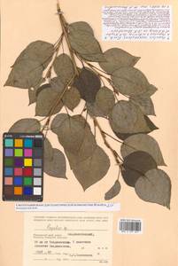 Populus suaveolens × sibirica, Сибирь, Дальний Восток (S6) (Россия)