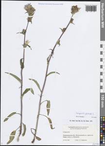 Колокольчик скученный, Колокольчик сборный L., Восточная Европа, Северо-Западный район (E2) (Россия)