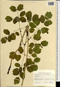 Thalictrum aquilegiifolium subsp. aquilegiifolium, Монголия (MONG) (Монголия)