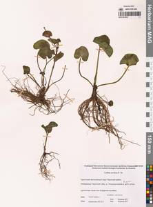 Калужница укореняющаяся (T.F.Forst.) Beck, Сибирь, Чукотка и Камчатка (S7) (Россия)