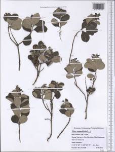 Vitex trifolia subsp. litoralis Steenis, Зарубежная Азия (ASIA) (Вьетнам)