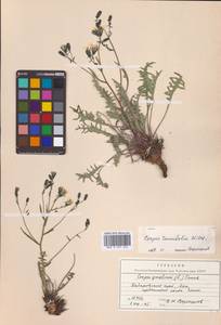 Crepidiastrum tenuifolium (Willd.) Sennikov, Сибирь, Дальний Восток (S6) (Россия)