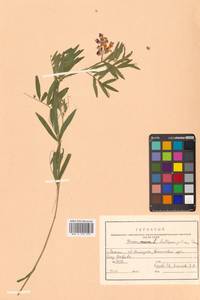 Lathyrus palustris subsp. palustris, Сибирь, Дальний Восток (S6) (Россия)