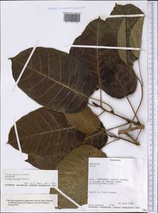 Ficus eximia Schott, Америка (AMER) (Парагвай)