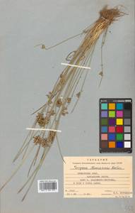 Schoenoplectiella komarovii (Roshev.) J.Jung & H.K.Choi, Сибирь, Дальний Восток (S6) (Россия)
