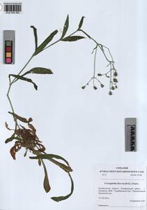 KUZ 004 493, Горицвет кукушкин, кукушкин цвет, Сибирь, Алтай и Саяны (S2) (Россия)