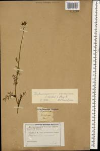 Трехреберник кавказский (Willd.) Hayek, Кавказ (без точных местонахождений) (K0)
