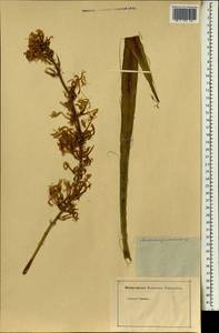 Sansevieria hyacinthoides (L.) Druce, Африка (AFR) (Неизвестно)
