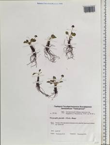 Oxygraphis kamchatica (DC.) R. R. Stewart, Сибирь, Центральная Сибирь (S3) (Россия)