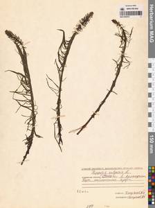 Хвостник обыкновенный, Водяная сосенка L., Сибирь, Чукотка и Камчатка (S7) (Россия)