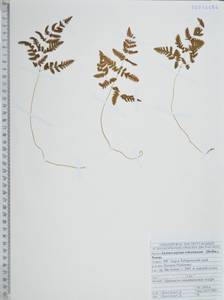 Голокучник иезский (Koidz.) Koidz., Сибирь, Дальний Восток (S6) (Россия)