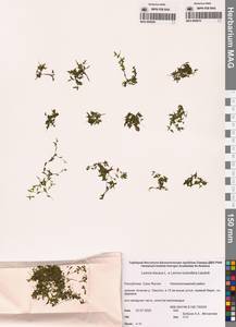 Ряска трехдольная L., Сибирь, Якутия (S5) (Россия)