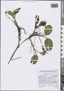 Рдест плавающий L., Западная Европа (EUR) (Испания)