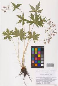 Герань белоцветковая Ledeb., Восточная Европа, Северный район (E1) (Россия)