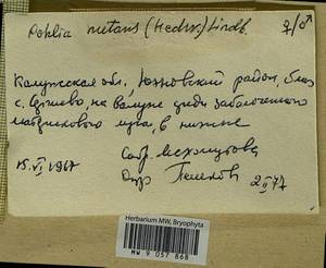 Pohlia nutans (Hedw.) Lindb., Гербарий мохообразных, Мхи - Центральное Нечерноземье (B6) (Россия)