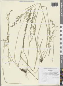 Щучка, Сибирь, Дальний Восток (S6) (Россия)