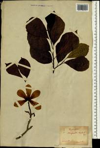 Magnolia kobus DC. , nom. cons., Зарубежная Азия (ASIA) (Япония)