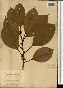 Ficus elastica Roxb., Зарубежная Азия (ASIA) (Индонезия)