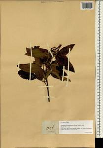 Mallotus philippensis (Lam.) Müll.Arg., Зарубежная Азия (ASIA) (Филиппины)