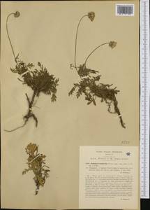 Lomelosia crenata (Cirillo) Greuter & Burdet, Западная Европа (EUR) (Италия)