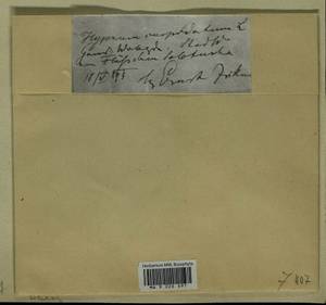 Calliergonella cuspidata (Hedw.) Loeske, Гербарий мохообразных, Мхи - Архангельская и Вологодская области, Коми, Ненецкий АО (B7) (Россия)