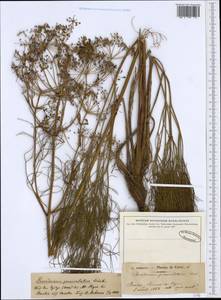 Peucedanum officinale subsp. paniculatum (Loisel.) R. Frey, Западная Европа (EUR) (Франция)