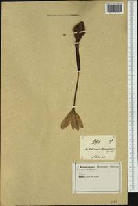 Colchicum bivonae Guss., Западная Европа (EUR) (Италия)